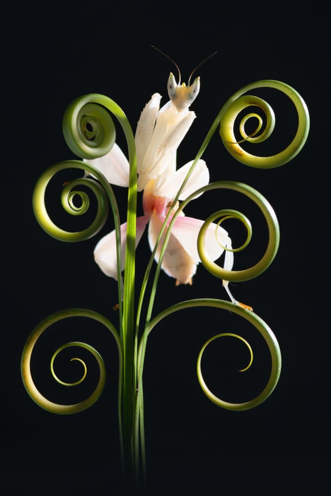Orchid Mantis Elegance by Andri Priyadi — canvas wall art