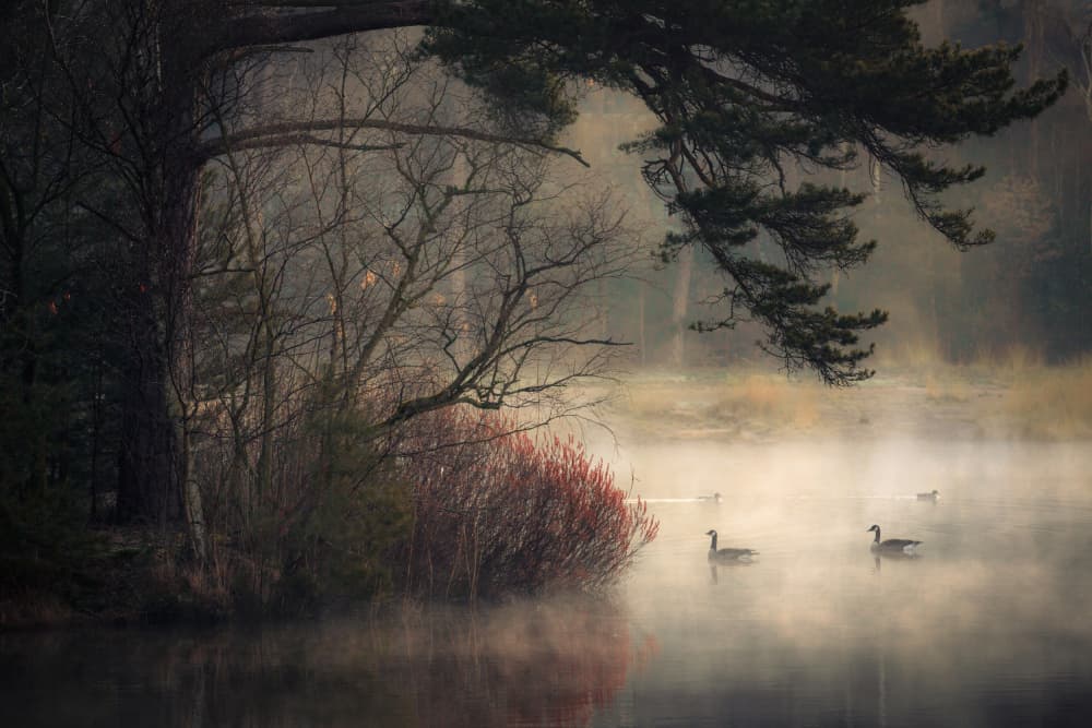 Misty Lake Geese by Anton van Dongen — canvas wall art