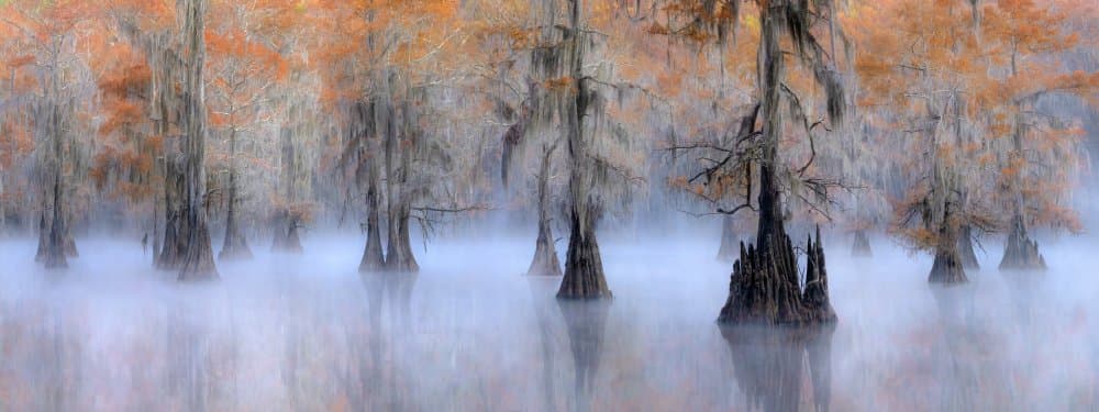 Misty Cypress Swamp by Hua Zhu — canvas wall art