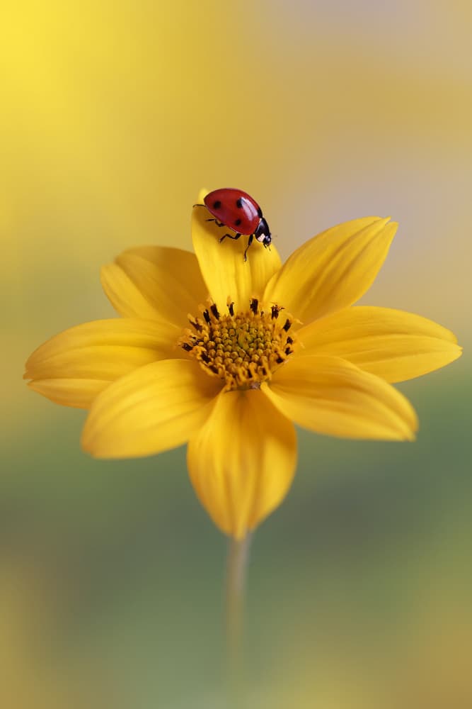 Red Ladybug Golden Flower by Benedetta Lavezzi — canvas wall art