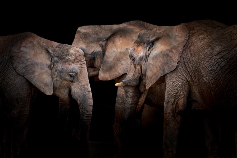 Majestic Elephant Trio by Vitor Martins — canvas wall art