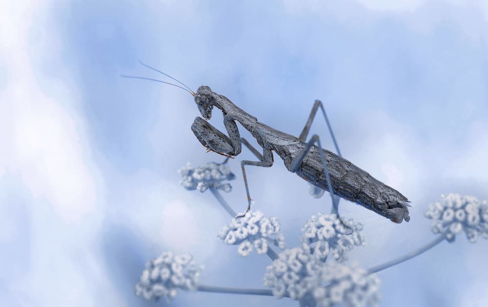 Gentle Blue Mantis Bloom by Thierry Dufour — canvas wall art