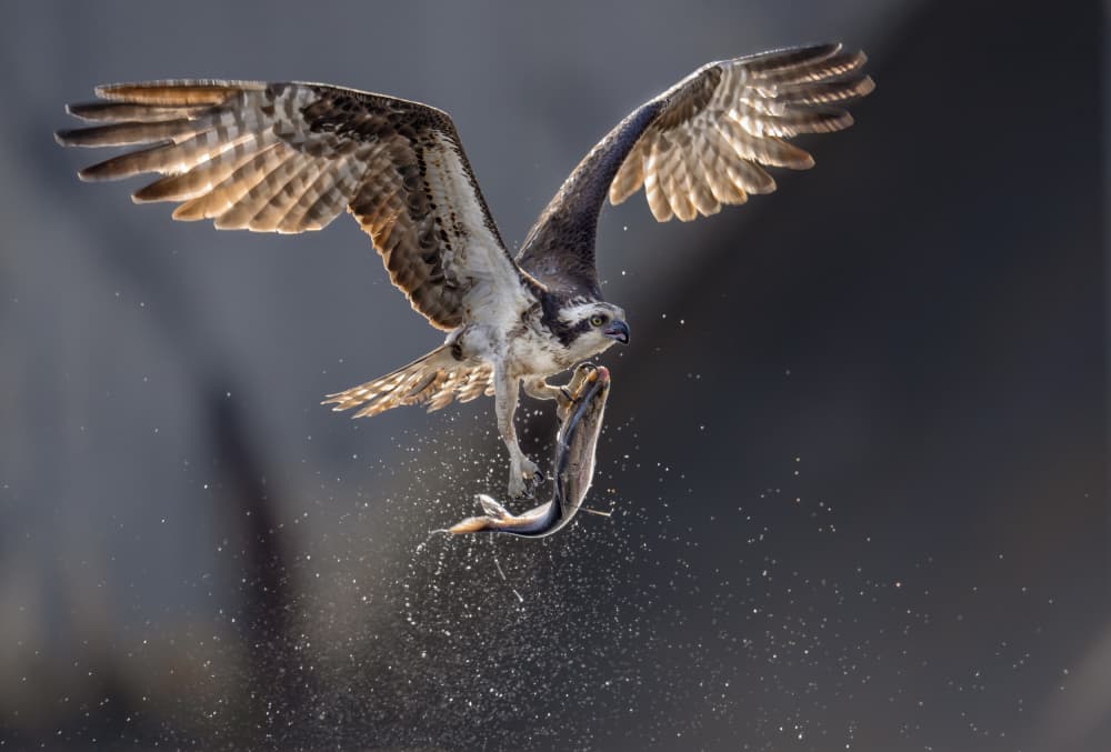Osprey Fish Catch by Hannah & Wei — canvas wall art