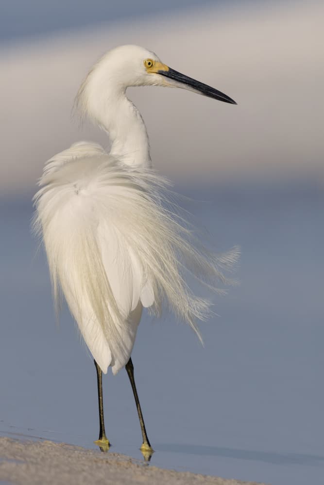Elegant Snowy Egret by Linda D Lester — canvas wall art