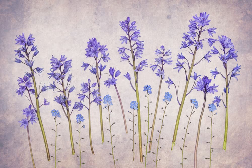 Vintage Bluebell Garden by Hardik Pandya — canvas wall art