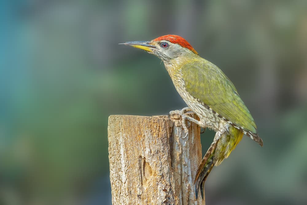 Green Woodpecker Perched by Rahul Wedpathak — canvas wall art