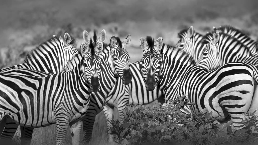 Zebra Herd Gaze by Raymond Ren Rong Liu — canvas wall art