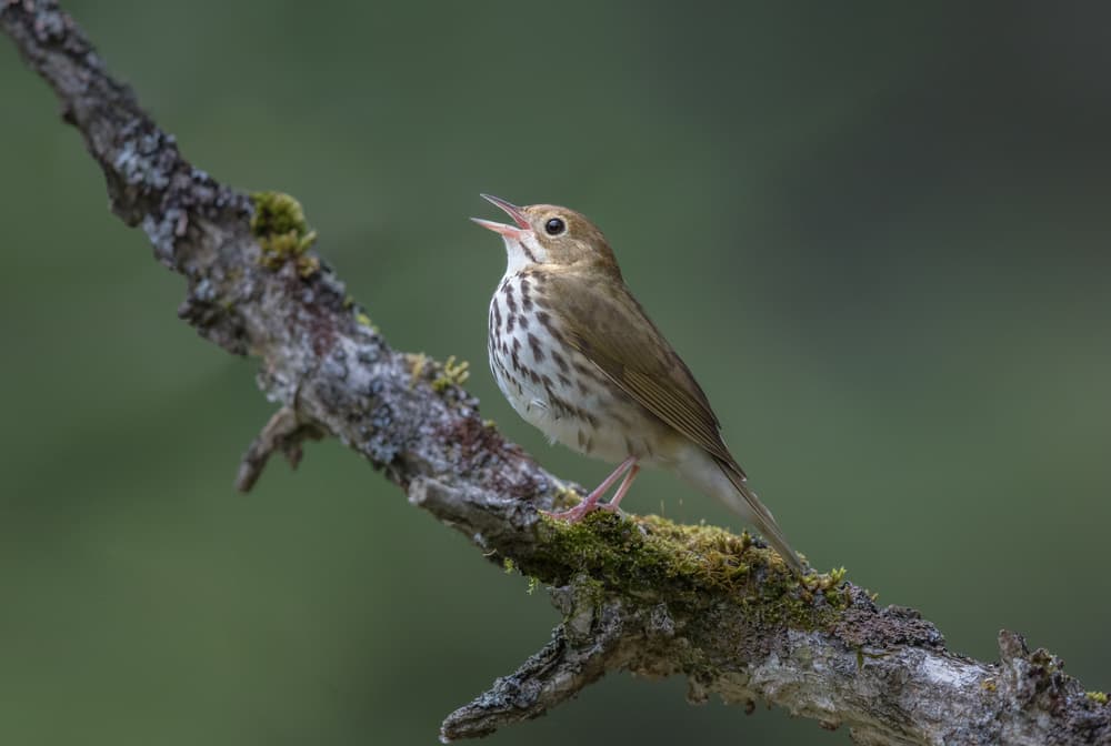 Singing Forest Bird by Greg Barsh — canvas wall art