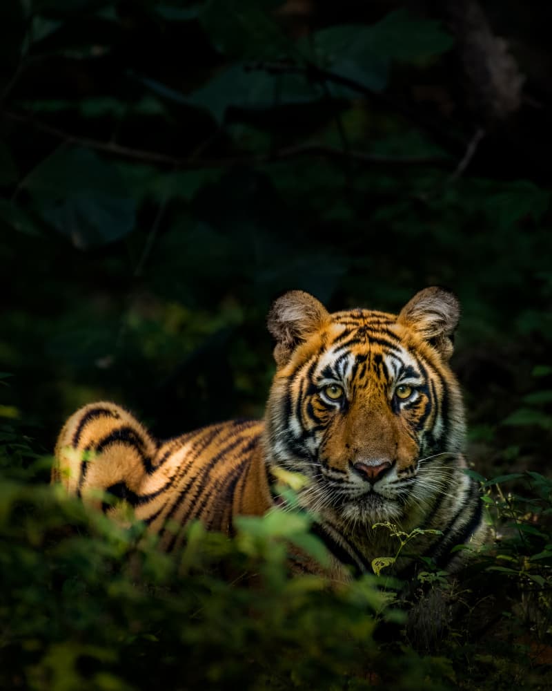 Jungle Tiger Gaze by Sunny Saha Pramanick — canvas wall art
