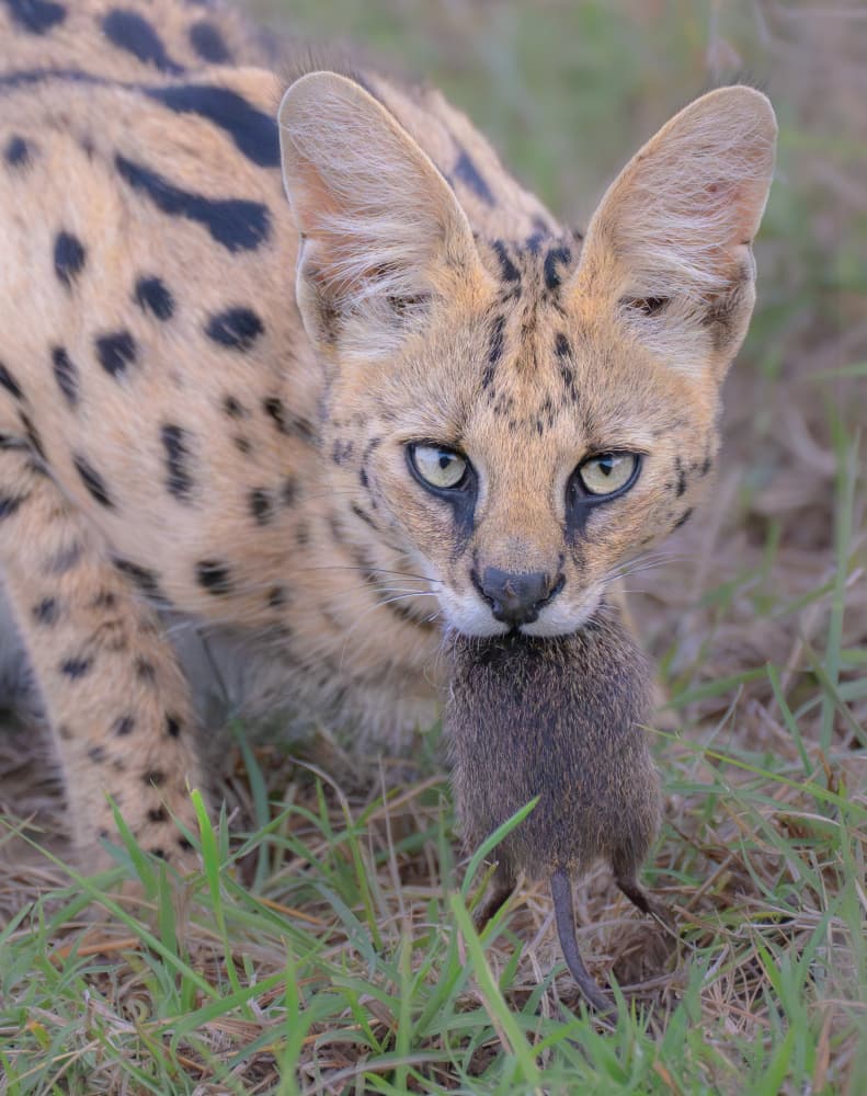 Serval Cat With Prey by Yang Jiao — canvas wall art