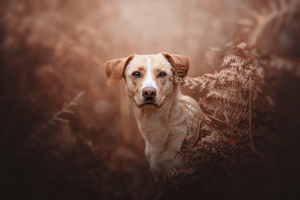 Golden Dog in Ferns by Ve Shandor — canvas wall art