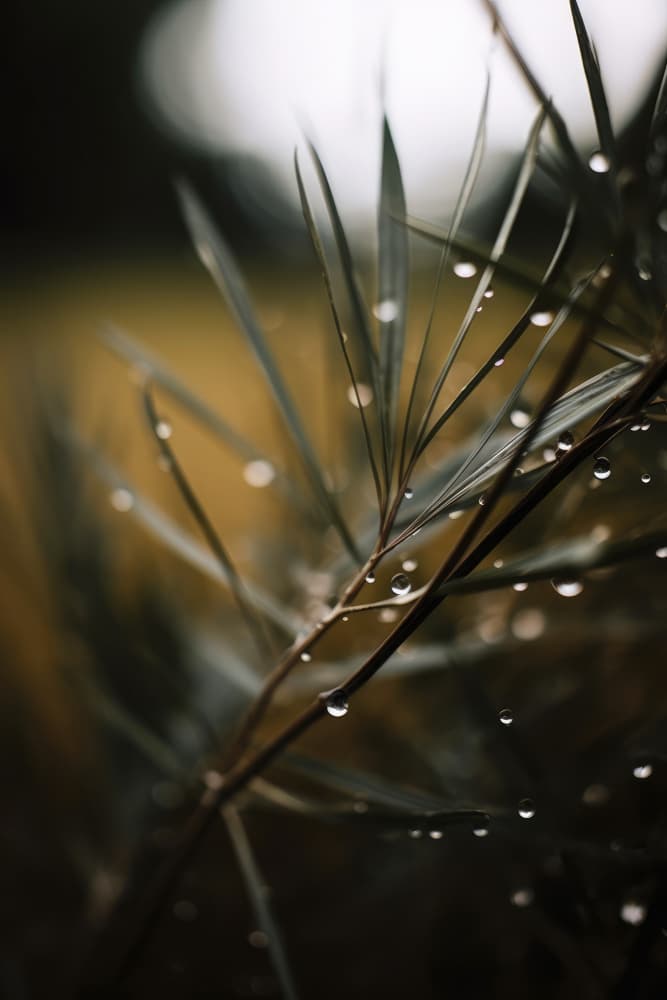 Dewy Serenity by Treechild — canvas wall art