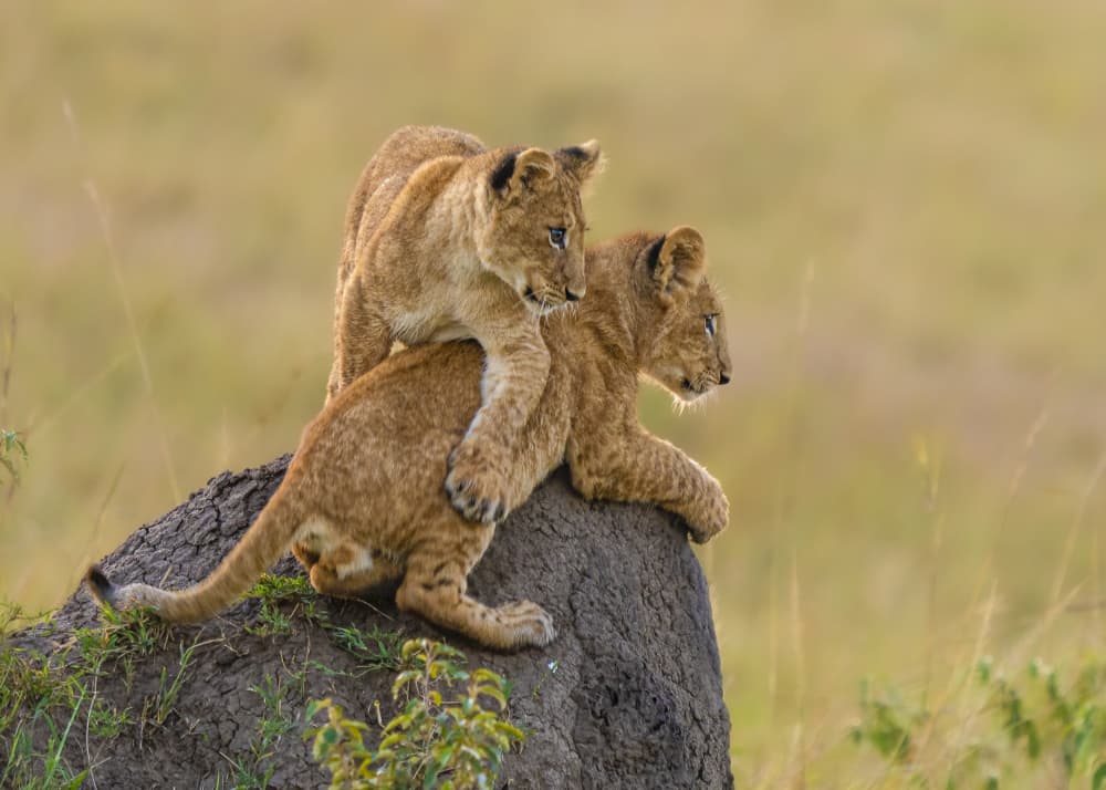 Playful Lion Cubs by Saurabh Dhanorkar — canvas wall art