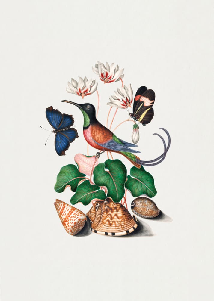 Hummingbird by James Bolton — canvas wall art