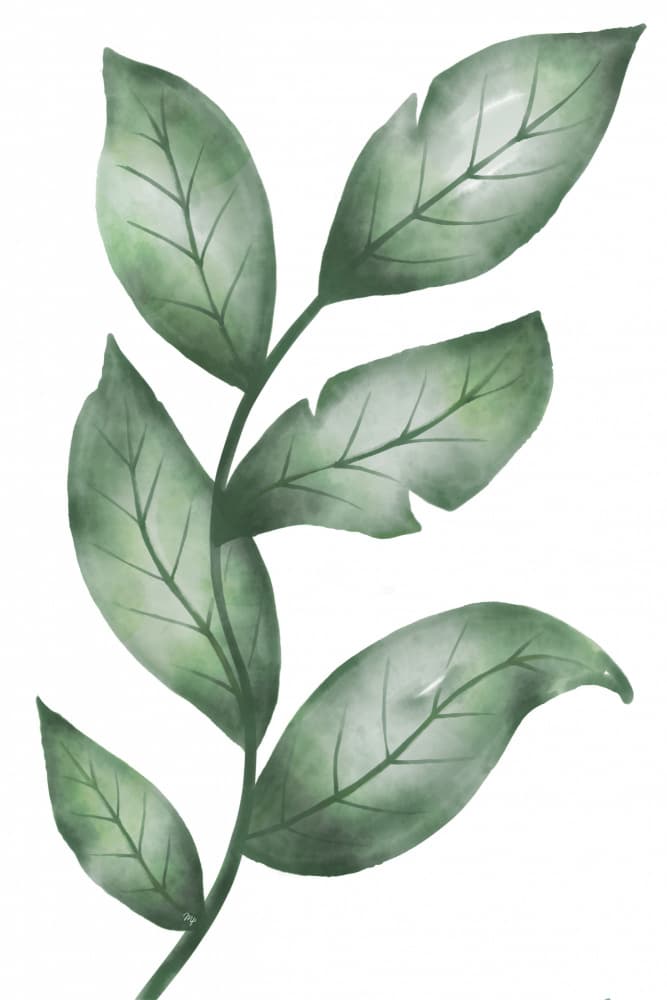 Fresh Green Botanical Leaves by Martina — canvas wall art