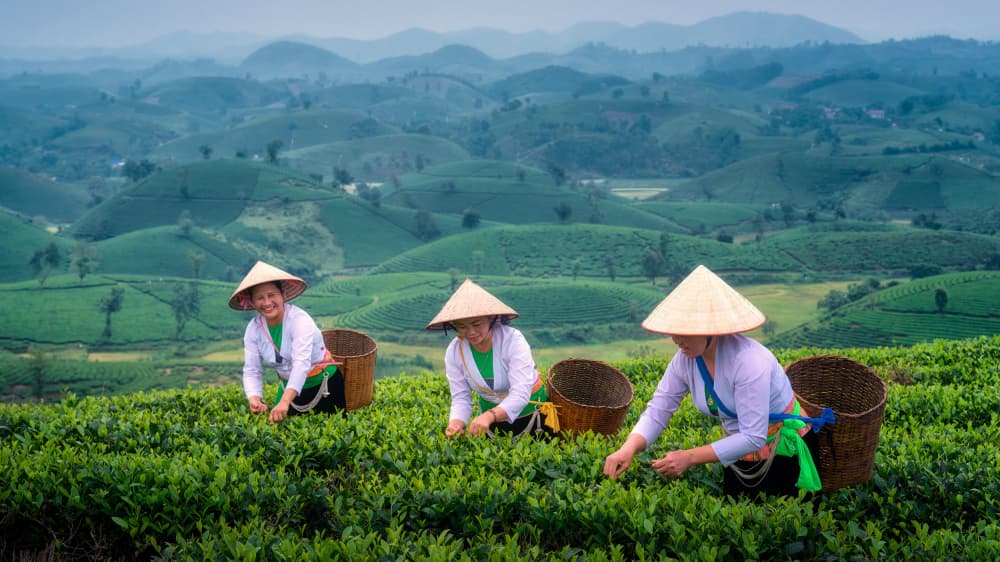 Women Picking Tea by Ricardo Gayan — canvas wall art
