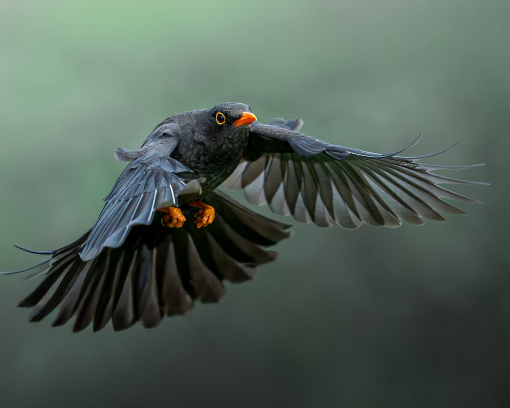 Blackbird in Flight by Lisandro PEREZ — canvas wall art