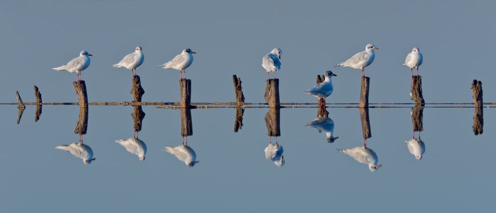Peaceful Gulls On Posts by Zhecho Planinski — canvas wall art