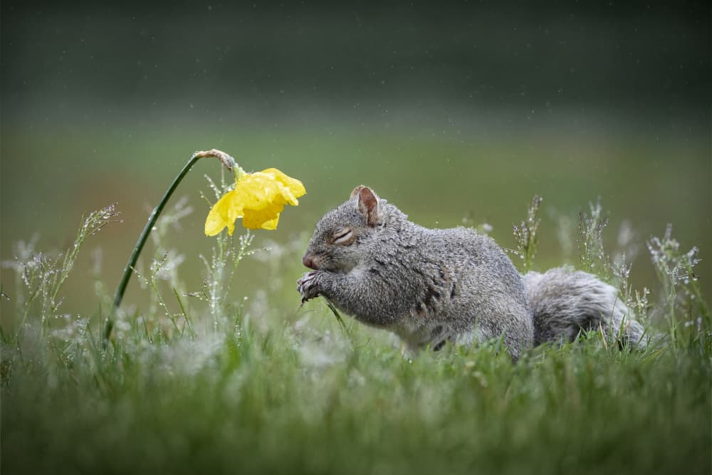 Peaceful Squirrel and Daffodil by Rob Li — canvas wall art