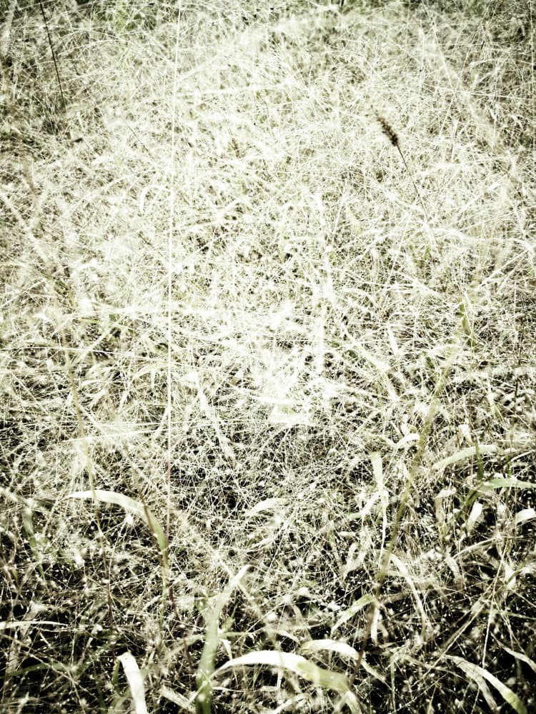 Green Grassland Serenity by Angelo Cerantola — canvas wall art
