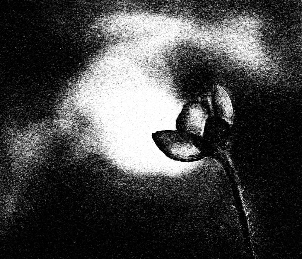Glowing Poppy Bud by Ylva Sjögren — canvas wall art