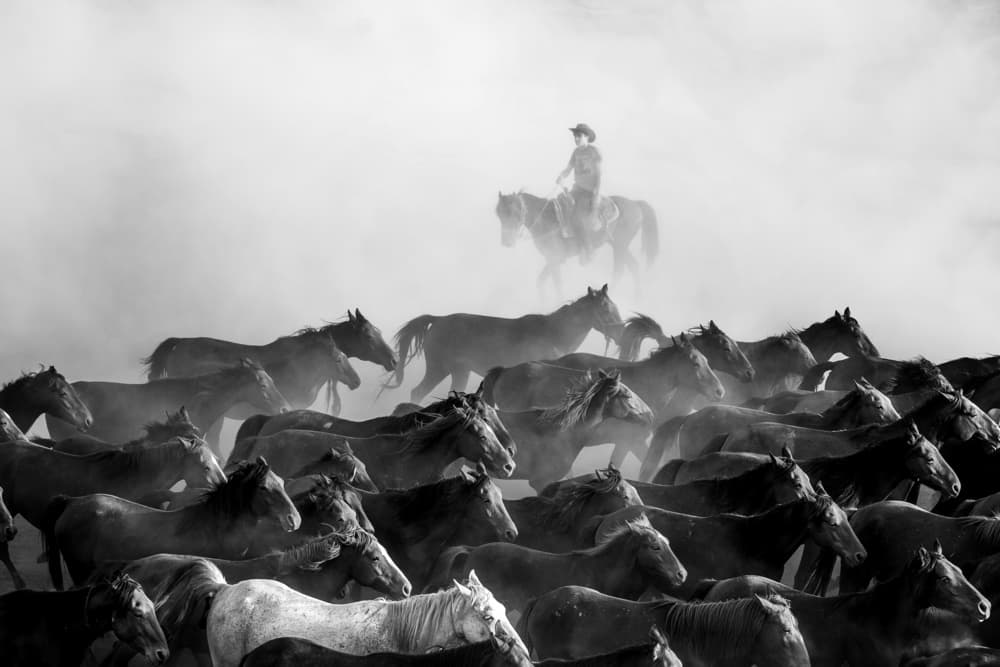 Western Horse Drive by durmusceylan — canvas wall art
