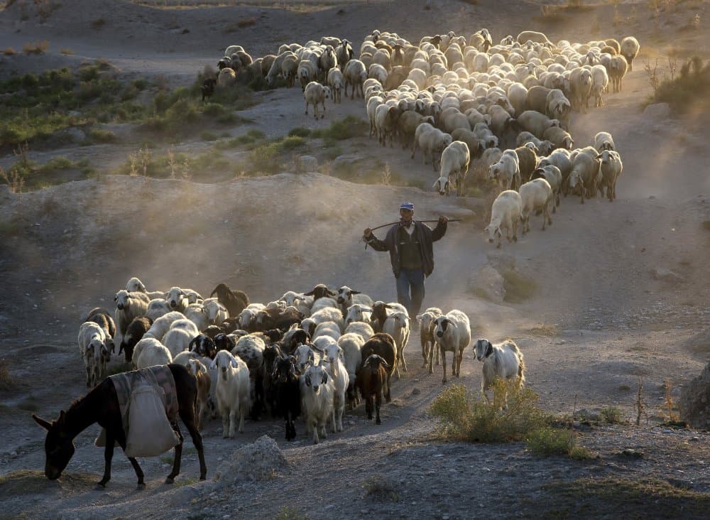 Shepherd Guides His Flock by Emir Bagci — canvas wall art