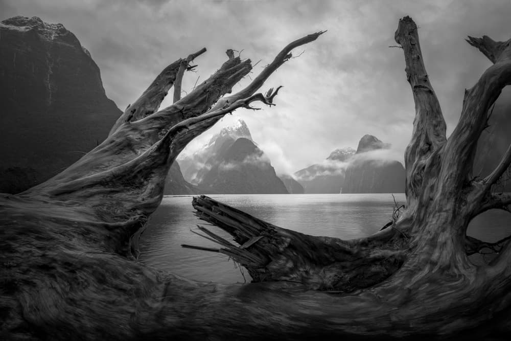 Misty Fjord Driftwood by Jingshu Zhu — canvas wall art