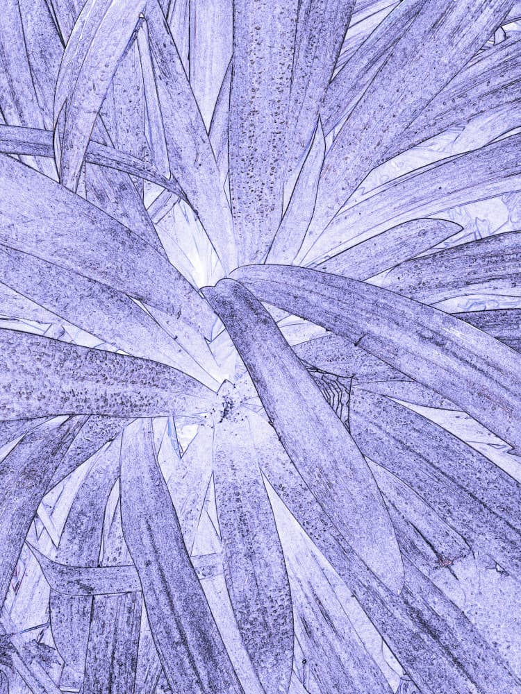 Glowing Lavender Leaves by Santhosh ch — canvas wall art