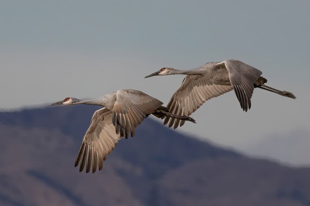Graceful Crane Flight by Guy Wilson — canvas wall art