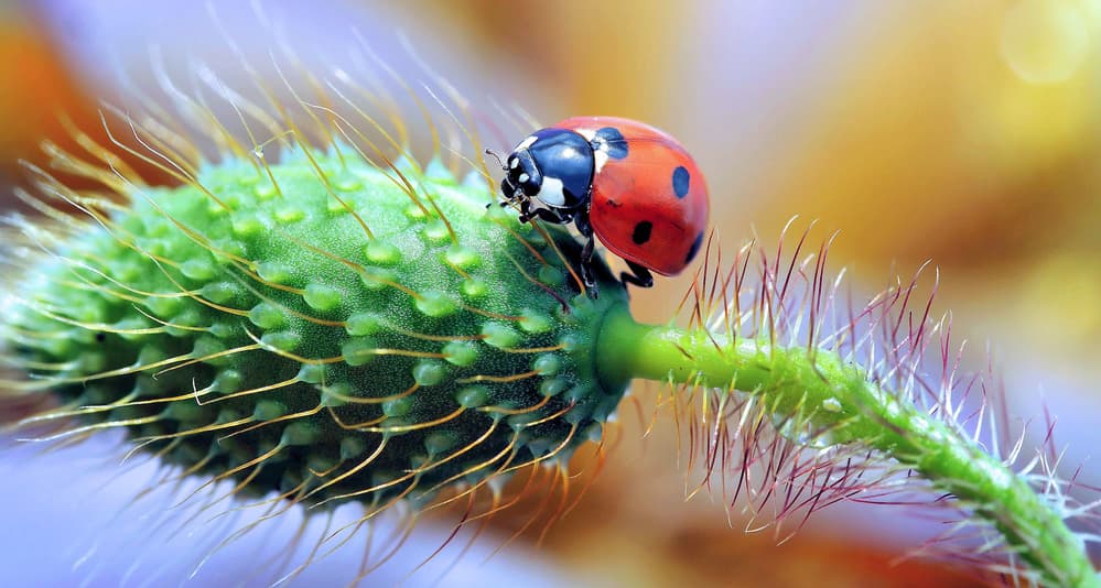 Vibrant Ladybug Macro by Thierry Dufour — canvas wall art