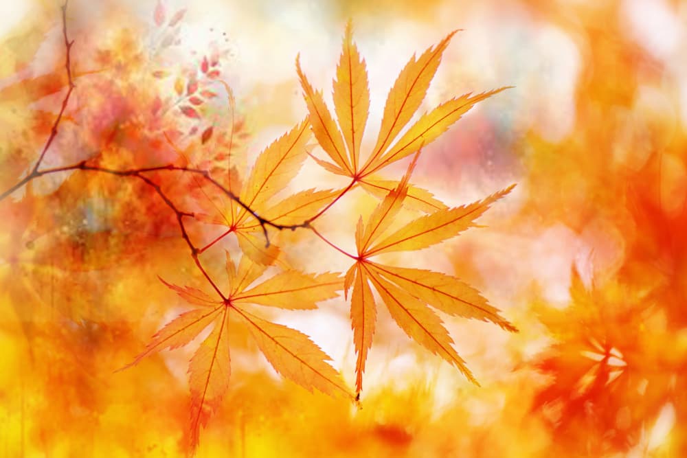 Autumn Maple Glow by Jacky Parker — canvas wall art