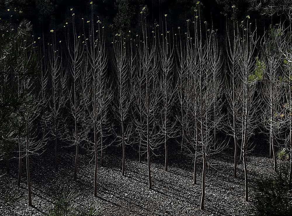Stark Forest Shadows by JA Ruiz Rivas — canvas wall art