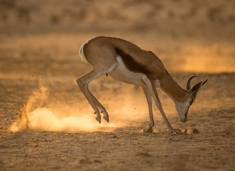 Springbok Dust Dance by Jaco Marx — canvas wall art