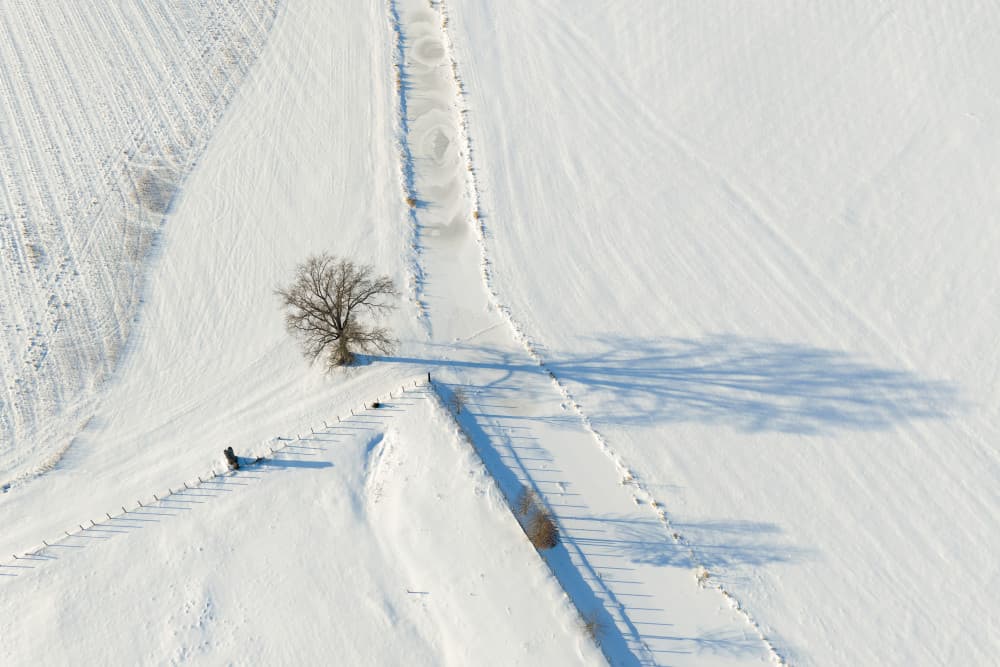 Solitary Winter Tree by John Fan — canvas wall art