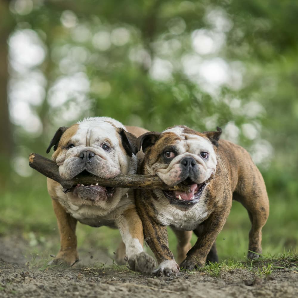 Happy Bulldogs Playtime by Gert van den Bosch — canvas wall art