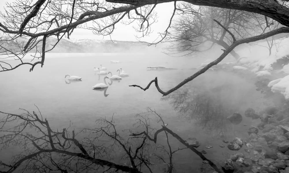 Swans On Misty Lake by Joanna W — canvas wall art