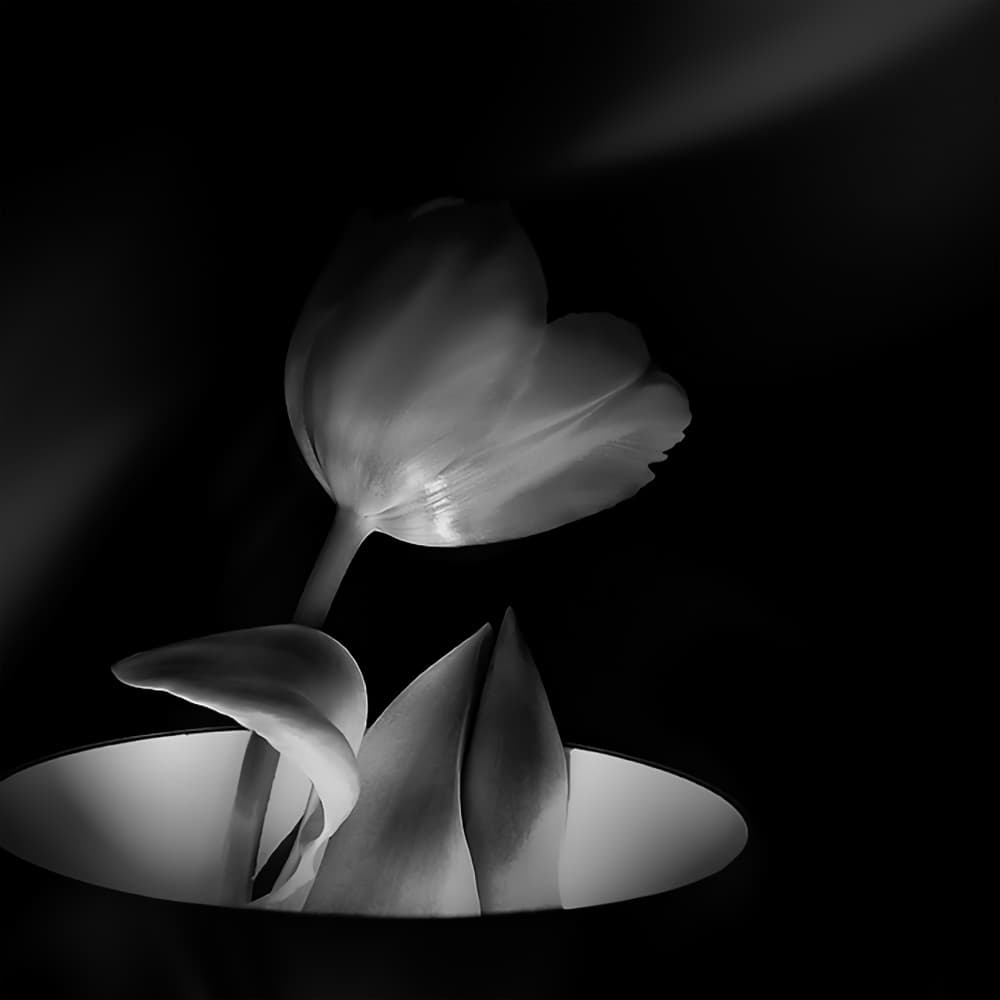Dramatic Tulip Light by Gerard Valckx — canvas wall art