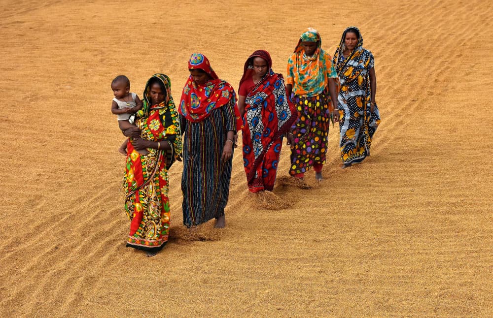 Women Walk Golden Grain by MD MAHABUB HOSSAIN KHAN — canvas wall art