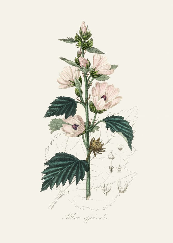 Common Marshmallow (althea Officinalis) Medical Botany by John Stephenson and James Morss Churchill — canvas wall art