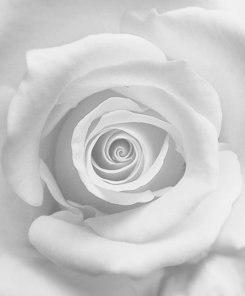 Delicate Rose Bloom Spiral by Kahar Lagaa — canvas wall art