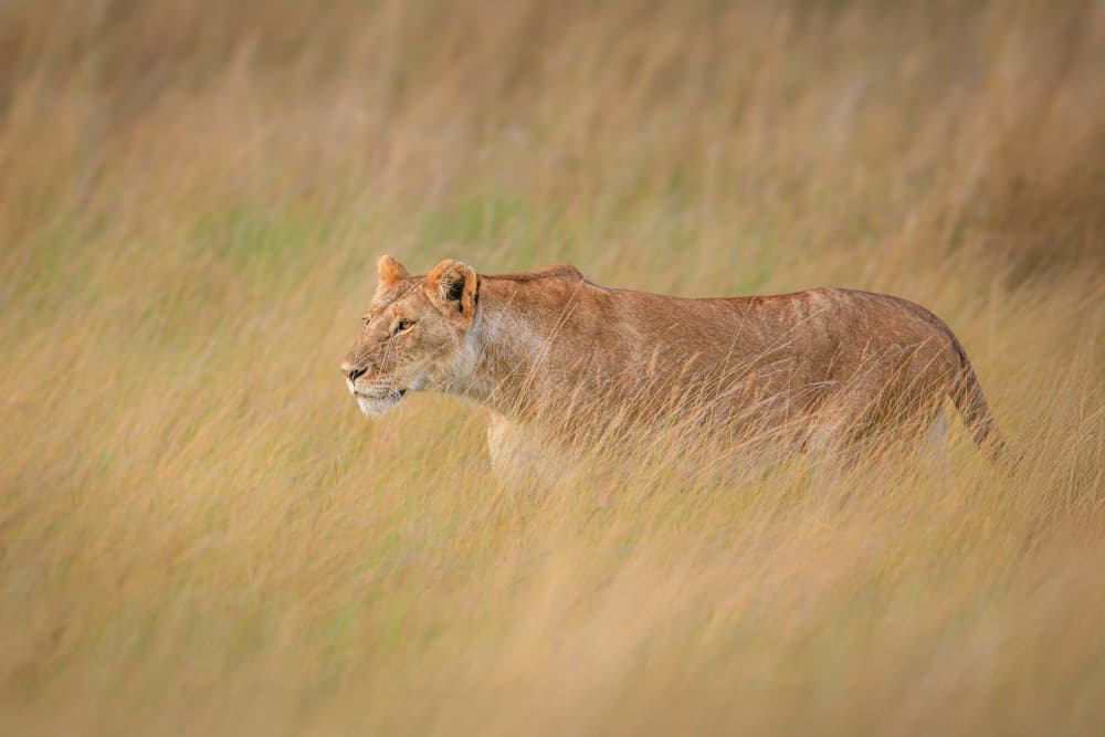 Lioness in Golden Grass by Jeffrey C. Sink — canvas wall art