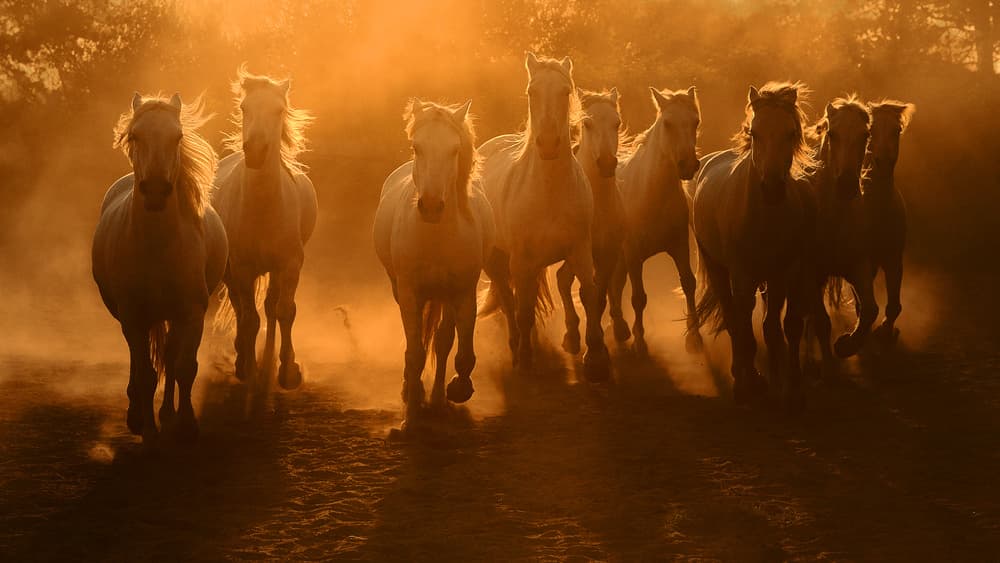 Wild Horses In Golden Light by Muriel Vekemans — canvas wall art