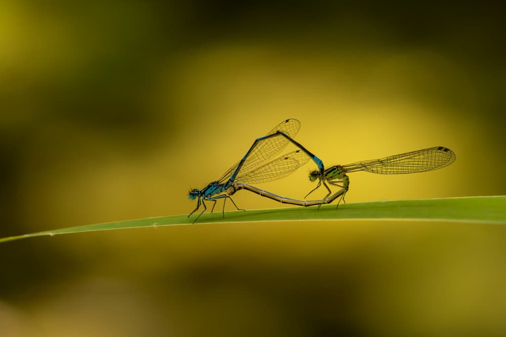 Mating Damselflies Heart by Piet Haaksma — canvas wall art