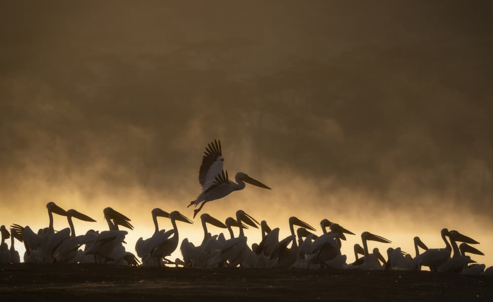 Misty Morning Pelicans by Roberto Marchegiani — canvas wall art