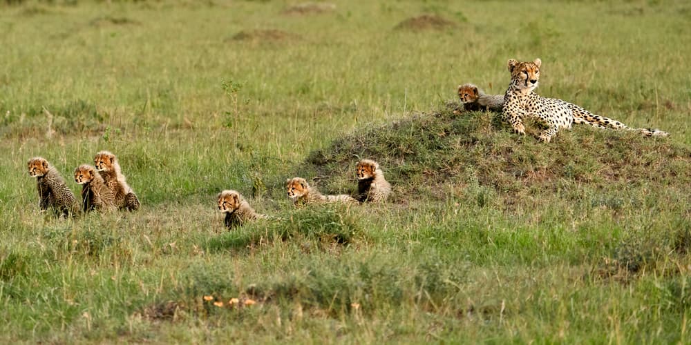 Cheetah Mother and Cubs by Peter Hudson — canvas wall art