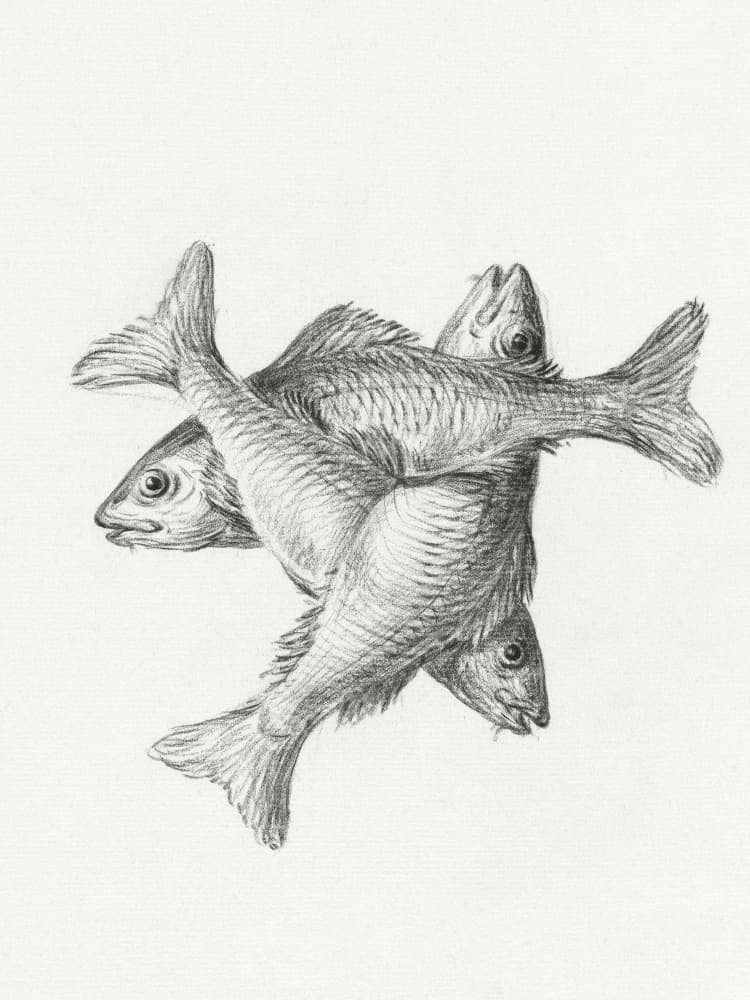 Three Fishes (1775–1833)