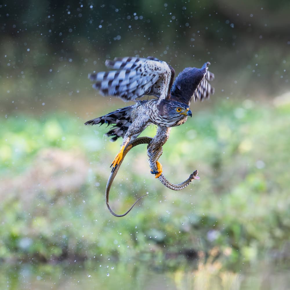 Flying Hawk with Snake by Taksing (吉星高照) — canvas wall art