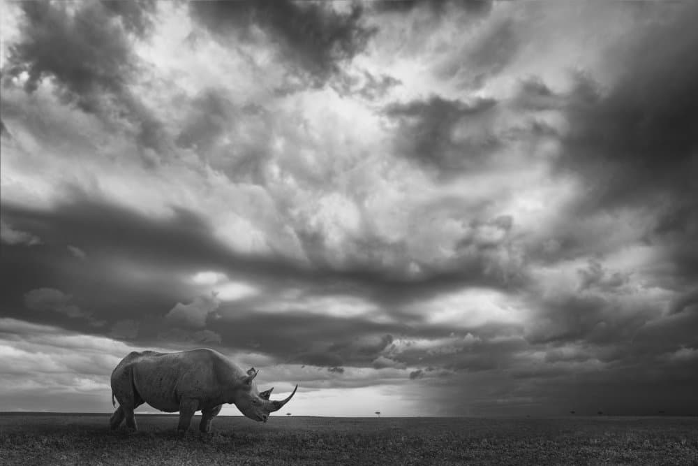 Rhino Under Dramatic Sky by Mario Moreno — canvas wall art
