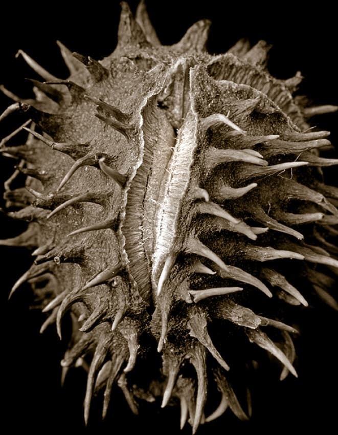 Spiky Botanical Form by Clive Collie — canvas wall art